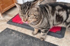 Discovery alert Cat Male , 5 years Commentry France